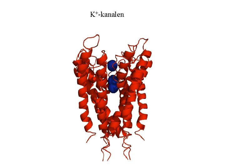 K+-kanalen 