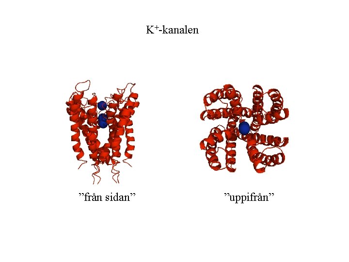 K+-kanalen ”från sidan” ”uppifrån” 