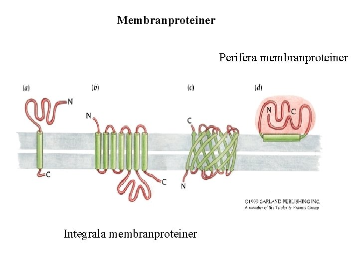 Membranproteiner Perifera membranproteiner Integrala membranproteiner 