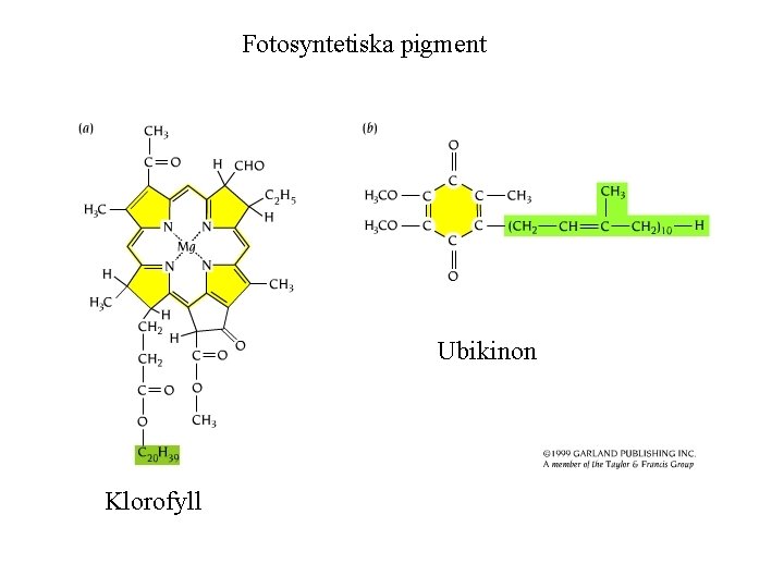 Fotosyntetiska pigment Ubikinon Klorofyll 
