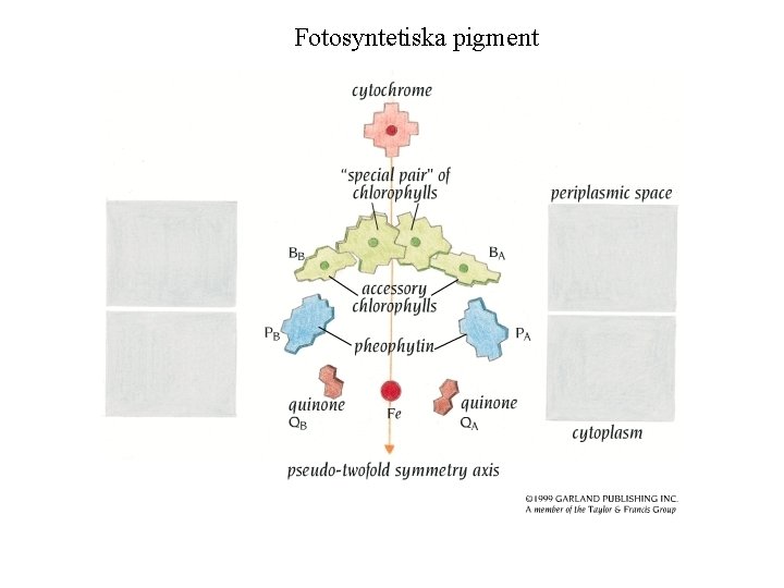 Fotosyntetiska pigment 