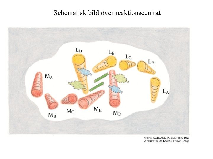 Schematisk bild över reaktionscentrat 