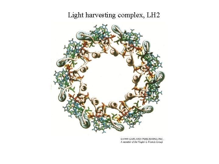 Light harvesting complex, LH 2 