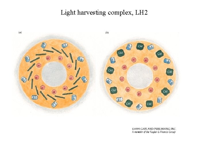 Light harvesting complex, LH 2 