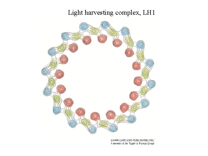 Light harvesting complex, LH 1 