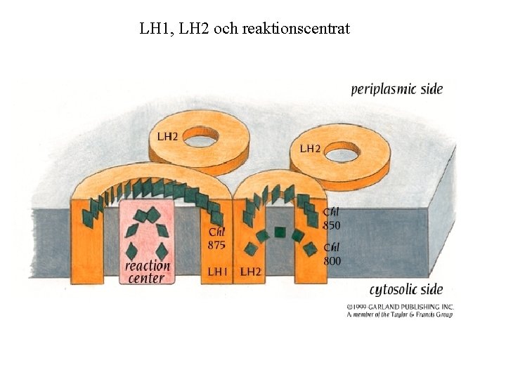 LH 1, LH 2 och reaktionscentrat 