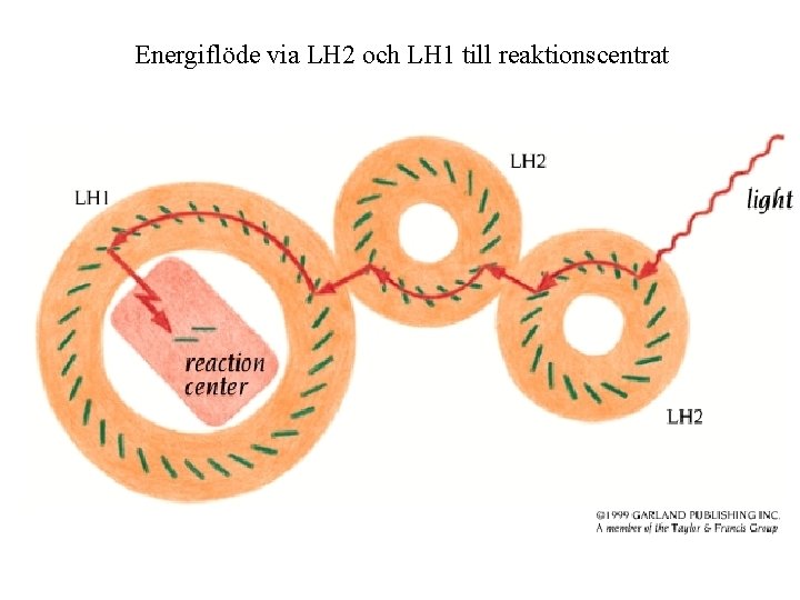 Energiflöde via LH 2 och LH 1 till reaktionscentrat 