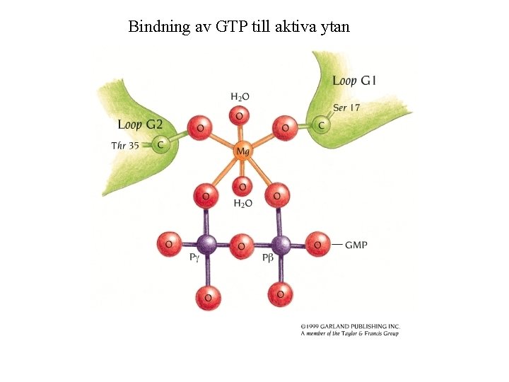 Bindning av GTP till aktiva ytan 