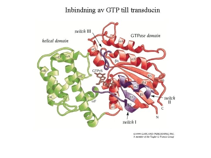 Inbindning av GTP till transducin 