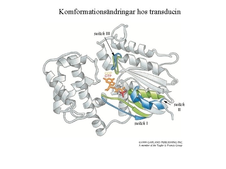 Komformationsändringar hos transducin 