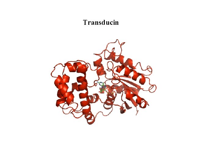 Transducin 