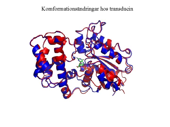 Komformationsändringar hos transducin 