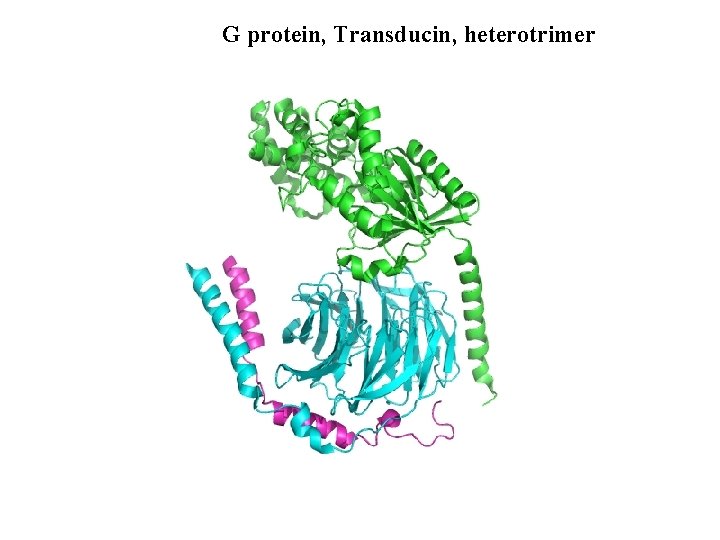 G protein, Transducin, heterotrimer 