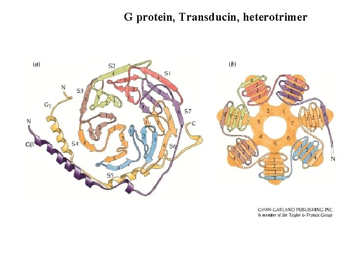 G protein, Transducin, heterotrimer 