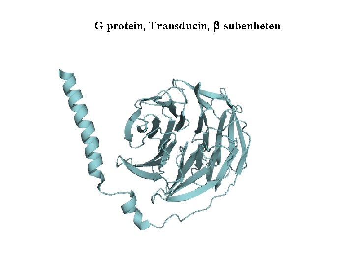 G protein, Transducin, b-subenheten 