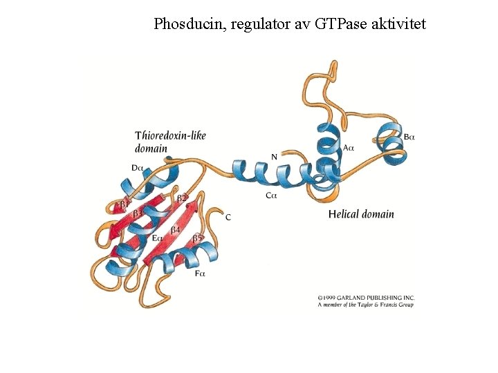 Phosducin, regulator av GTPase aktivitet 