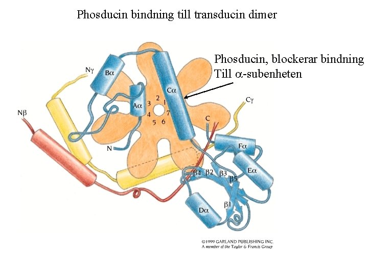 Phosducin bindning till transducin dimer Phosducin, blockerar bindning Till a-subenheten 