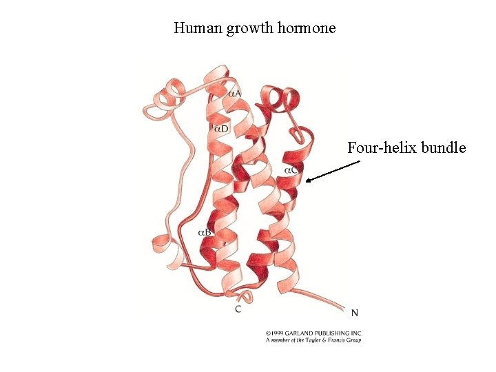 Human growth hormone Four-helix bundle 