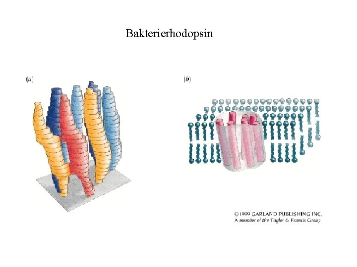 Bakterierhodopsin 