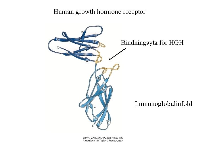 Human growth hormone receptor Bindningsyta för HGH Immunoglobulinfold 