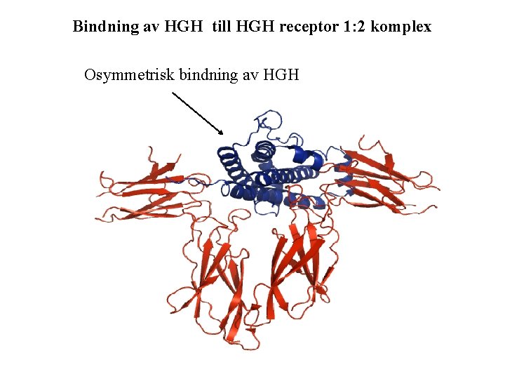 Bindning av HGH till HGH receptor 1: 2 komplex Osymmetrisk bindning av HGH 