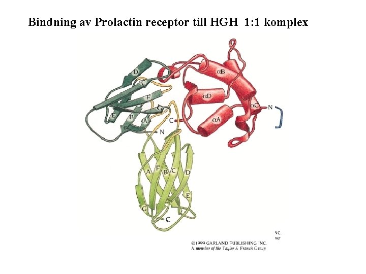 Bindning av Prolactin receptor till HGH 1: 1 komplex 