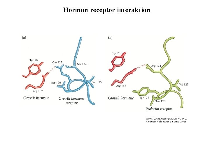 Hormon receptor interaktion 