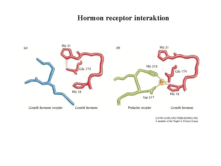 Hormon receptor interaktion 