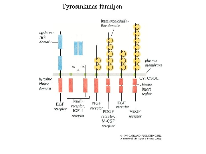 Tyrosinkinas familjen 