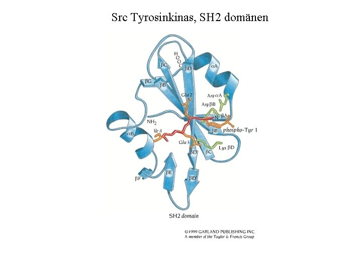 Src Tyrosinkinas, SH 2 domänen 