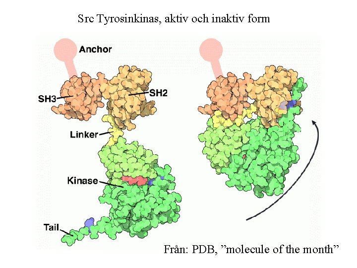 Src Tyrosinkinas, aktiv och inaktiv form Från: PDB, ”molecule of the month” 