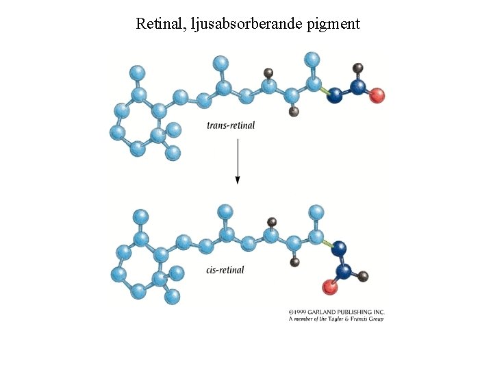 Retinal, ljusabsorberande pigment 