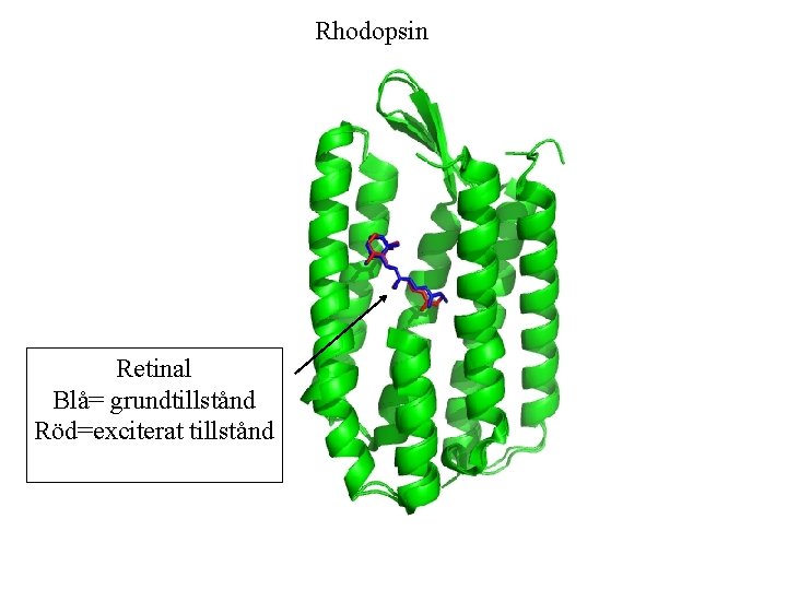 Rhodopsin Retinal Blå= grundtillstånd Röd=exciterat tillstånd 