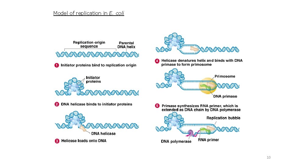 Model of replication in E. coli 10 