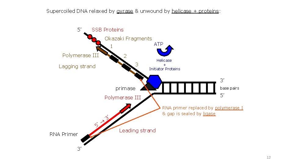 Supercoiled DNA relaxed by gyrase & unwound by helicase + proteins: 5’ SSB Proteins