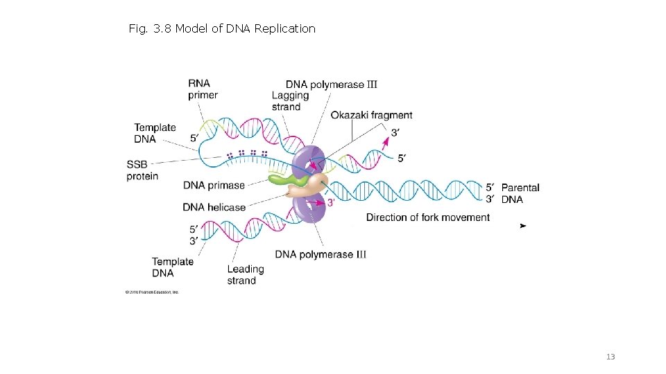 Fig. 3. 8 Model of DNA Replication 13 