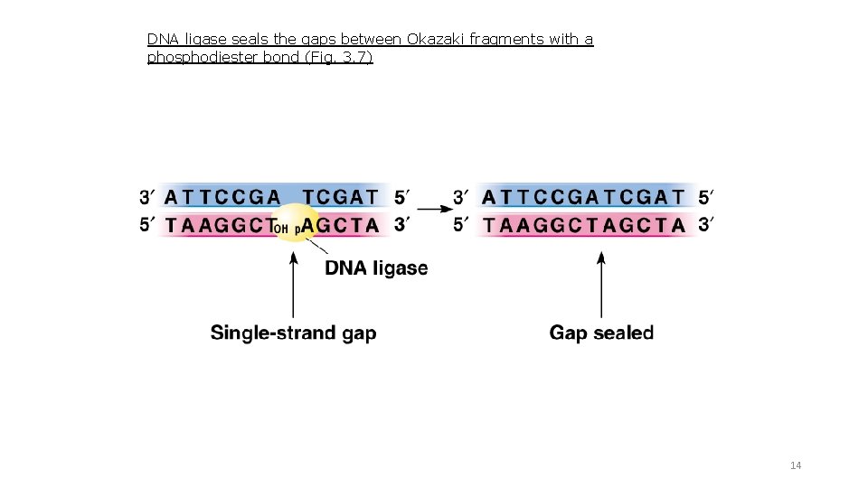 DNA ligase seals the gaps between Okazaki fragments with a phosphodiester bond (Fig. 3.