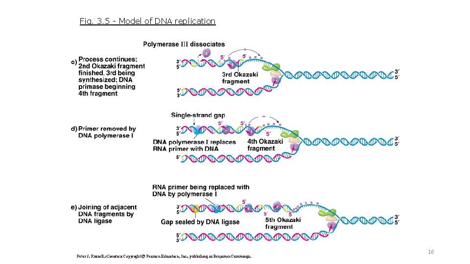 Fig. 3. 5 - Model of DNA replication Peter J. Russell, i. Genetics: Copyright