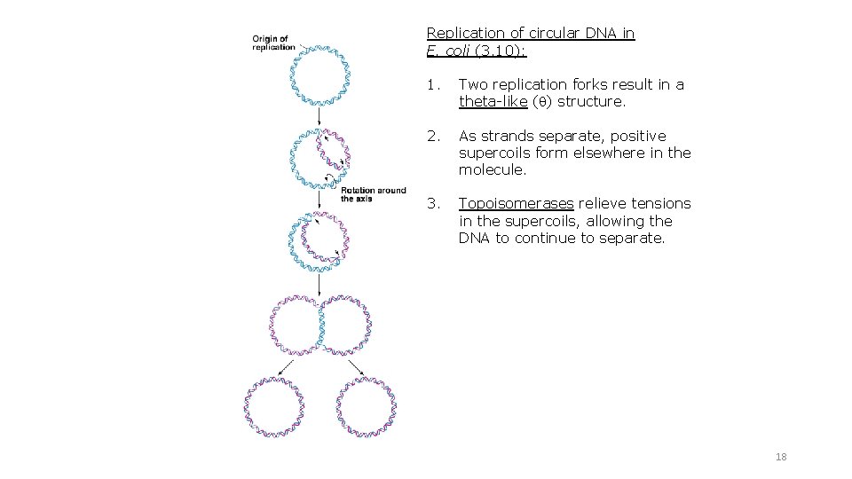 Replication of circular DNA in E. coli (3. 10): 1. Two replication forks result