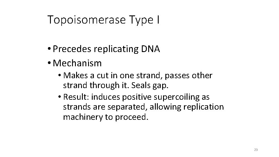 Topoisomerase Type I • Precedes replicating DNA • Mechanism • Makes a cut in