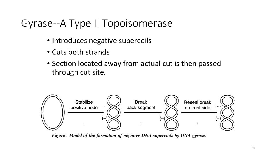 Gyrase--A Type II Topoisomerase • Introduces negative supercoils • Cuts both strands • Section