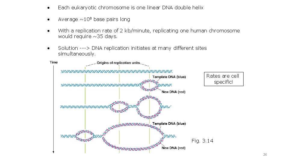  • Each eukaryotic chromosome is one linear DNA double helix • Average ~108