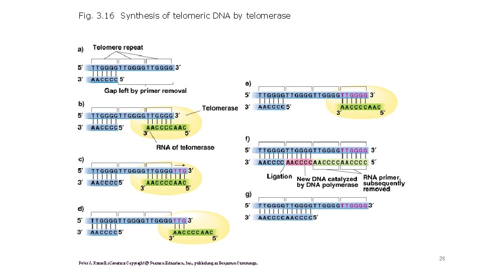 Fig. 3. 16 Synthesis of telomeric DNA by telomerase Peter J. Russell, i. Genetics: