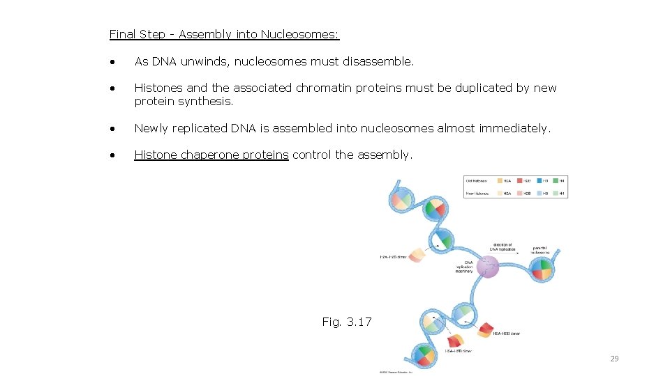 Final Step - Assembly into Nucleosomes: • As DNA unwinds, nucleosomes must disassemble. •