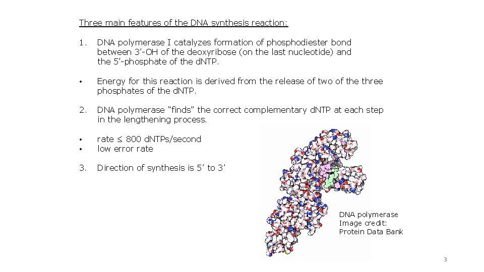 Three main features of the DNA synthesis reaction: 1. DNA polymerase I catalyzes formation