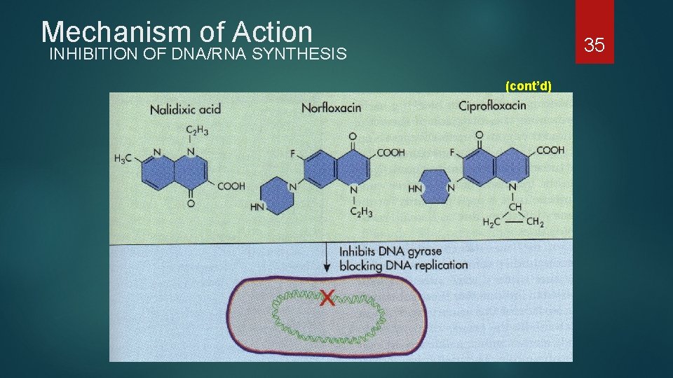 Mechanism of Action 35 INHIBITION OF DNA/RNA SYNTHESIS (cont’d) 