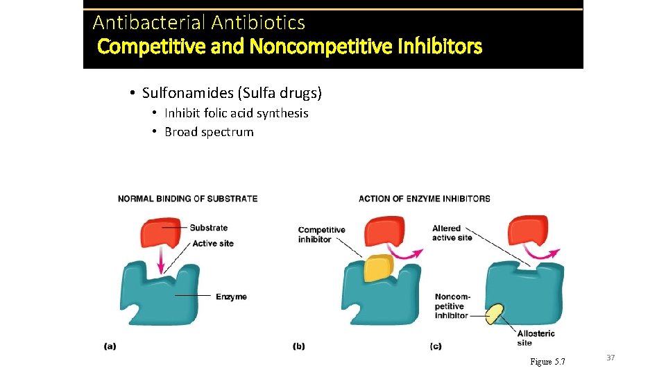 Antibacterial Antibiotics Competitive and Noncompetitive Inhibitors • Sulfonamides (Sulfa drugs) • Inhibit folic acid