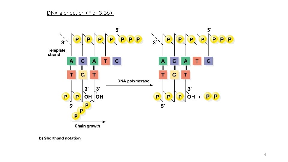 DNA elongation (Fig. 3. 3 b): 4 