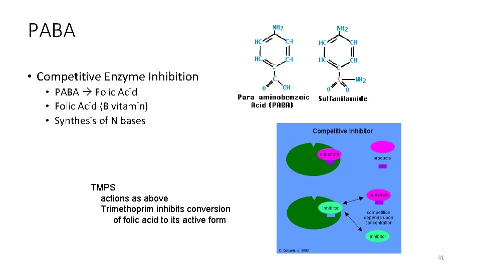 PABA • Competitive Enzyme Inhibition • PABA Folic Acid • Folic Acid (B vitamin)