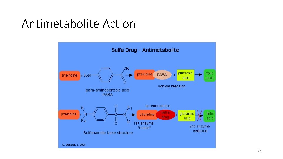 Antimetabolite Action 42 
